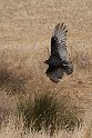 J0012 Turkey Vulture